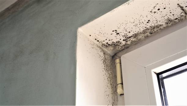 Best Biohazard Mold Removal  in Goldenrod, FL