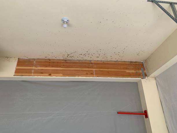 Reliable Goldenrod, FL Mold Removal Solutions