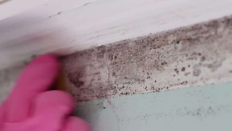 Best Asbestos and Lead Testing During Mold Inspection  in Goldenrod, FL